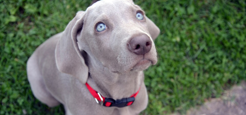 edpuppy