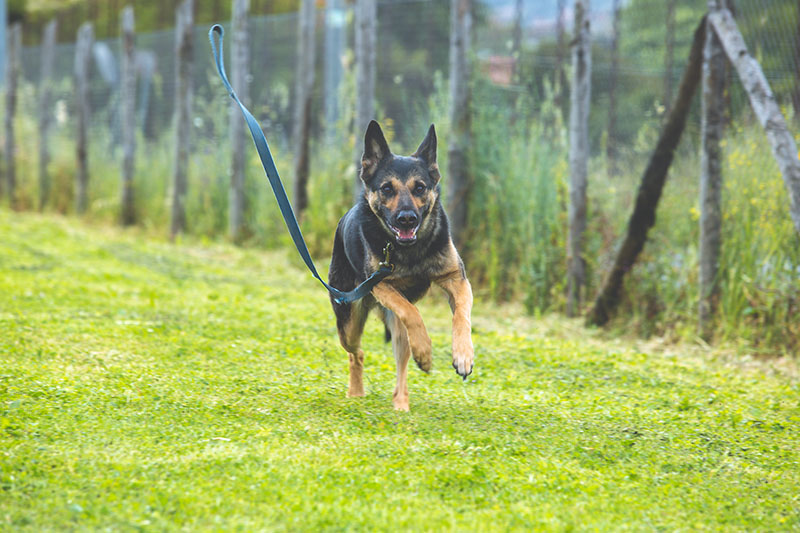 problemi comportamentali1